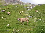 Alp Neaza (Pignia GR)