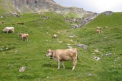 AlpFUTUR – Il futuro dei pascoli d'estivazione della Svizzera